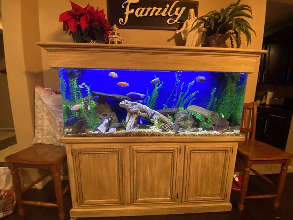 125 gallon acrylic aquarium with African Cichlids for Sale in Las Vegas ... - 55e7833eba2D42598fD1D9ee055c527D