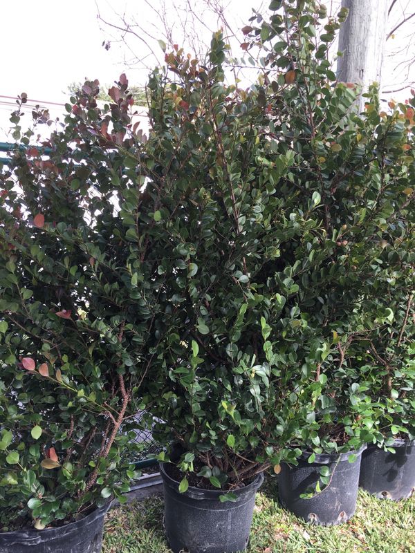 Coco plum trees hedge plants for privacy fence for Sale in Cooper City ...