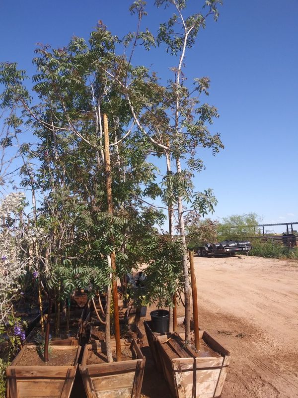 Red push pistachio tree for Sale in Wittmann, AZ OfferUp