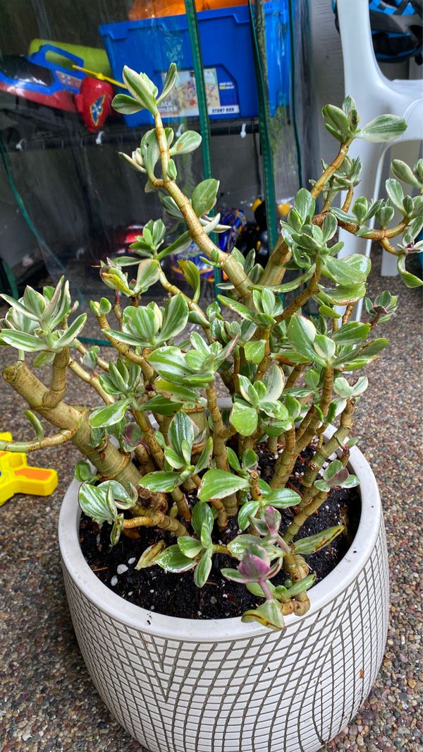 Plant cuttings for Sale in Gig Harbor, WA OfferUp