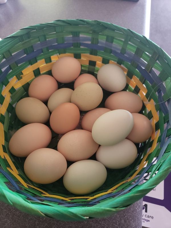 Organic Chicken Eggs for Sale in Laveen Village, AZ OfferUp