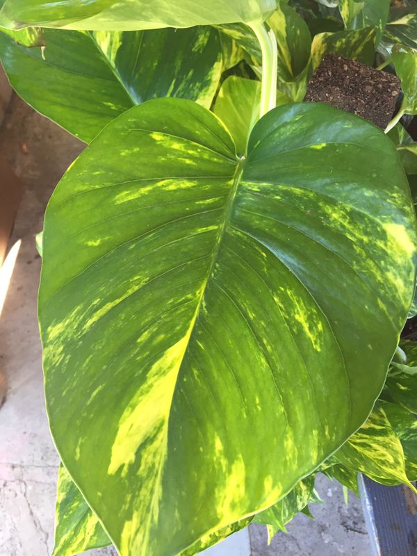 Golden Pothos For Sale - Pothos Plant