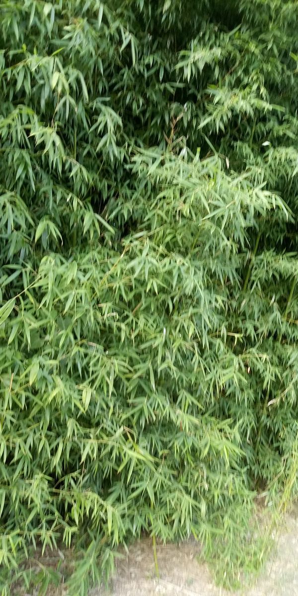 Bamboo for Sale in Tulsa, OK OfferUp