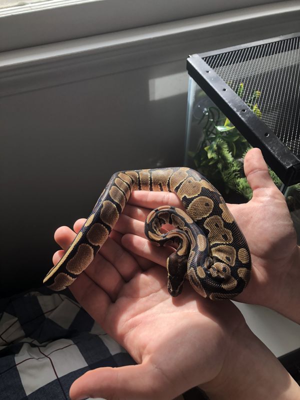 40 Gallon Ball Python Tank vrogue.co
