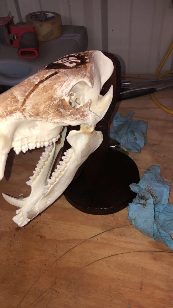 Javelina European skull mount for Sale in Poteet, TX OfferUp