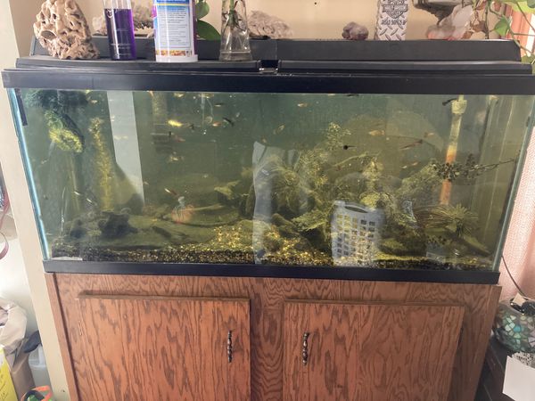 fish tank $1 pro player stadium upper deck