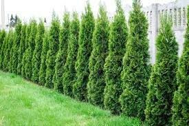 Emerald Green Arborvitae For Privacy Fences for Sale in Snohomish, WA ...