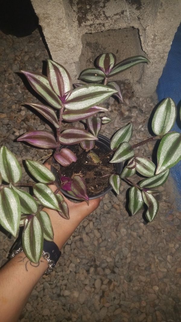 transcendentia zebrina 4" pot for Sale in Santa Ana, CA