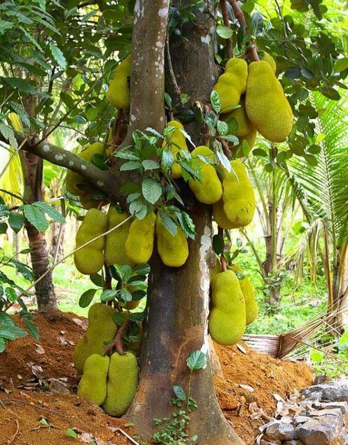 Jackfruit Tree for Sale in Port St. Lucie, FL OfferUp