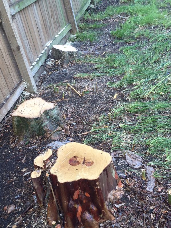 stump removal service seattle, Decatur TX