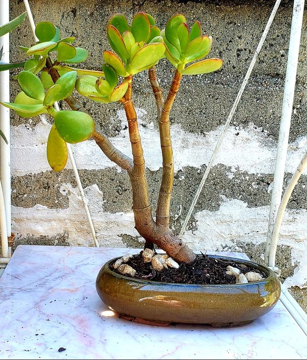 Bonsai Jade tree 5 years old for Sale in Upland, CA - OfferUp