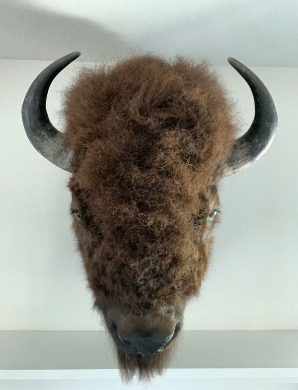 Trophy American Bison Buffalo Shoulder Mount Taxidermy for Sale in