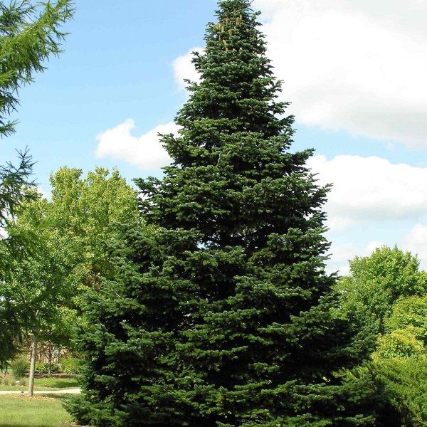 TURKISH FIR trees for Sale in Puyallup, WA OfferUp
