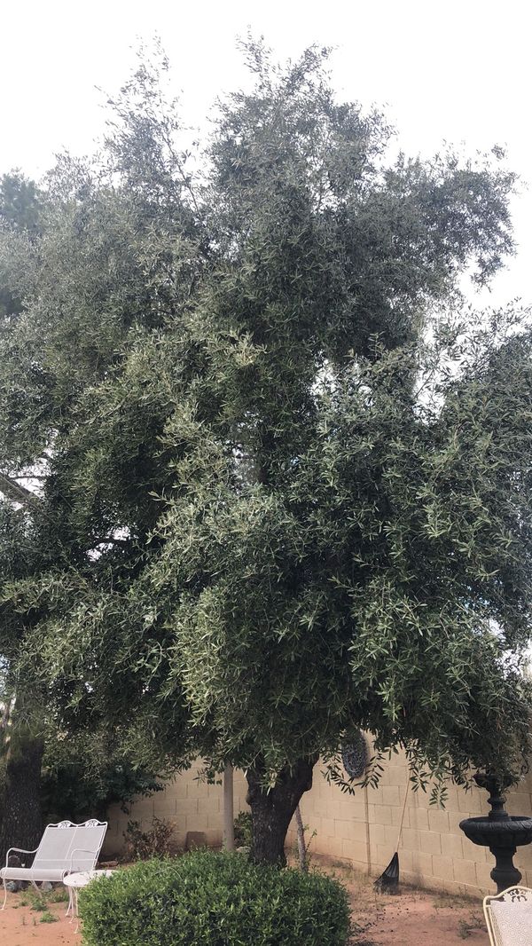 Olive trees for Sale in Scottsdale, AZ OfferUp