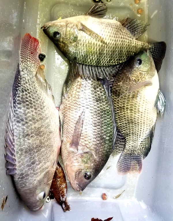 Fresh swimming tilapia fish for Sale in Miami, FL - OfferUp