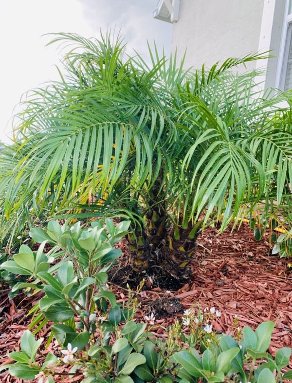 Triple Roebelenii Palm for Sale in Vero Beach, FL OfferUp