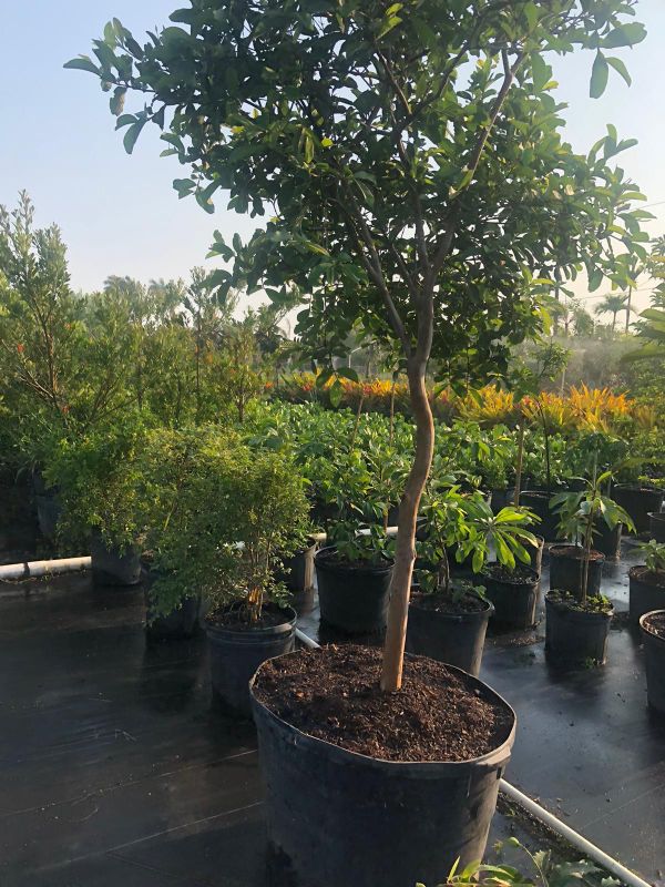 GUAVA FRUIT TREE FOR SALE 75.00 15 gl for Sale in Miami, FL OfferUp