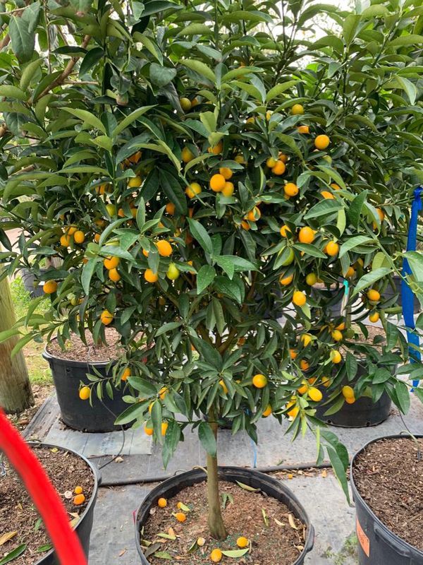 citrus tagr for sale