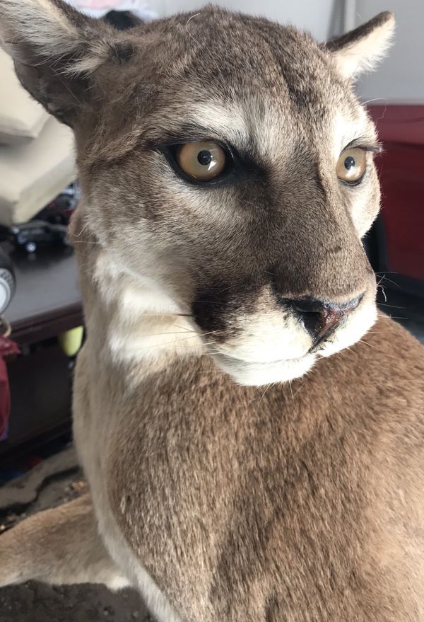 cougar plushie aj