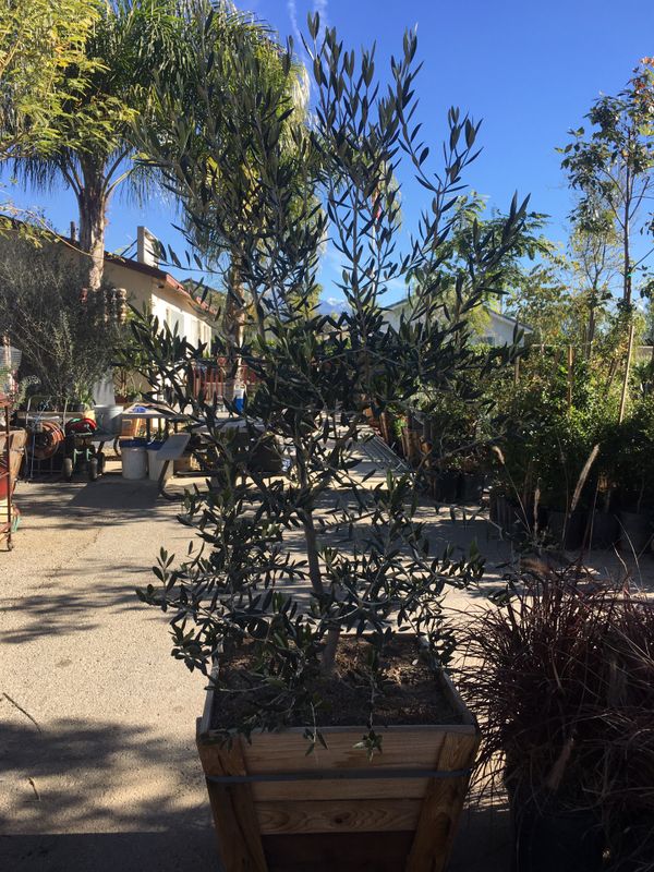 Swan hill Olive tree, absolutely fruitless for Sale in ...