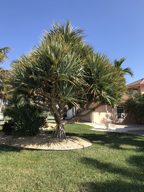 Pandanas Palm Trees (Screw Pine Palm Trees) for Sale in