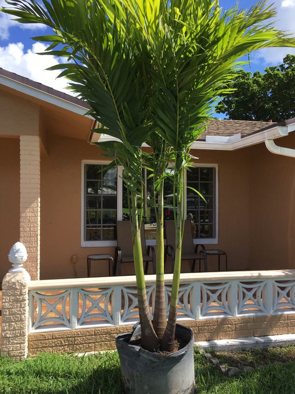 Triple Christmas palm trees for Sale in Pembroke Pines, FL - OfferUp