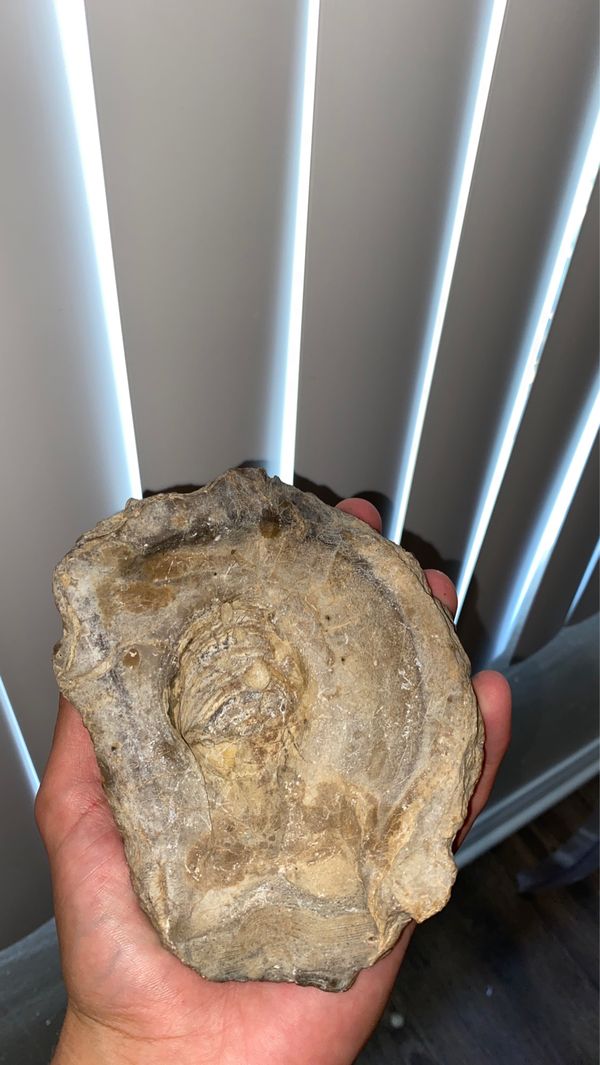 Prehistoric clam for Sale in San Diego, CA - OfferUp