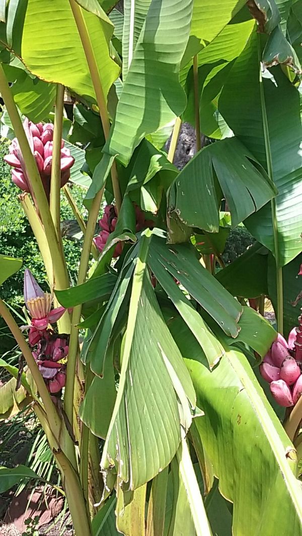 HOT PINK BANANA TREES for Sale in Virginia Beach, VA OfferUp