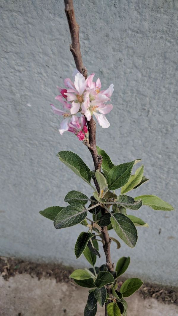 Organic Ultra Dwarf Anna Apple Tree For Sale In Carson Ca Offerup 