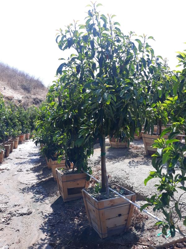 Grafted Avocado trees available, 5 gallon 15 or 25 gallon for Sale in