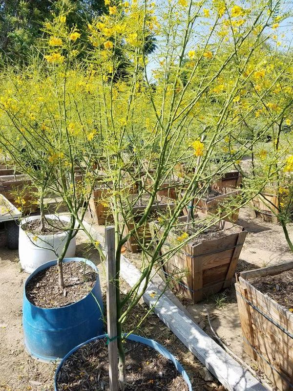 Palo Verde tree/ Desert museum. Thornless.55. for Sale in Rancho