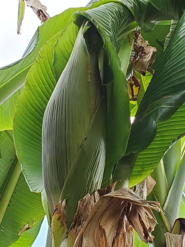 Cold hardy fruit bearing banana plants/trees for Sale in
