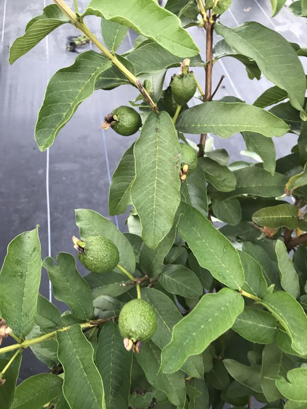 Grafted Guava Fruit Trees Available for Sale in Lantana, FL OfferUp
