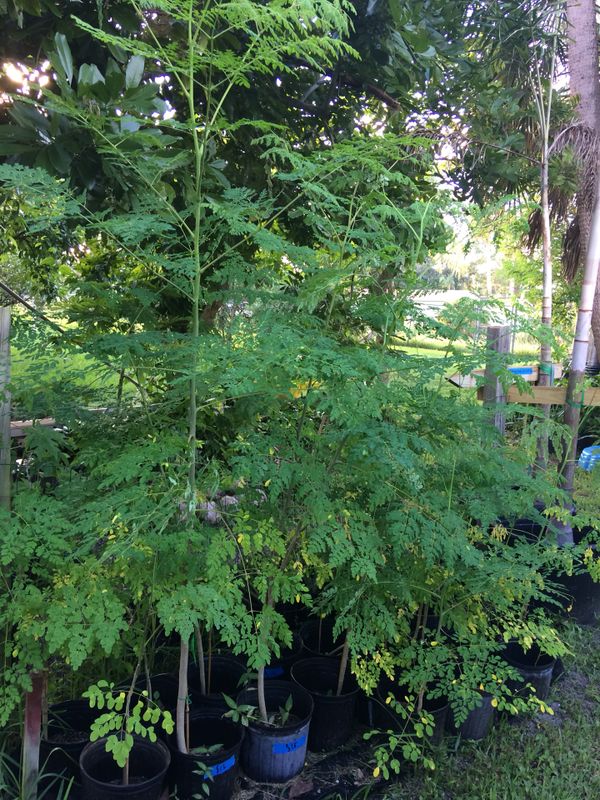 Moringa trees for Sale in Greenacres, FL OfferUp