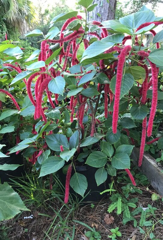 Chenille Plant for Sale in Port St. Lucie, FL OfferUp