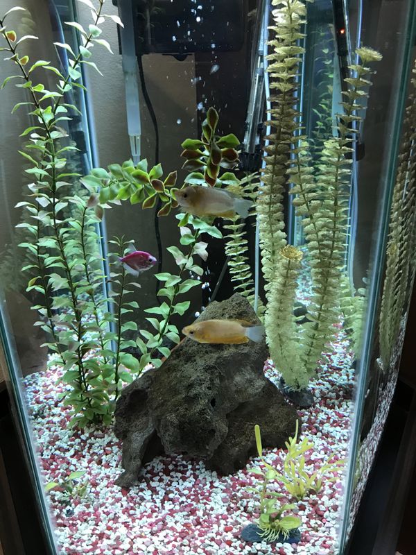 35 Gallon Hexagon fish tank (Glass) for Sale in Auburn, WA OfferUp