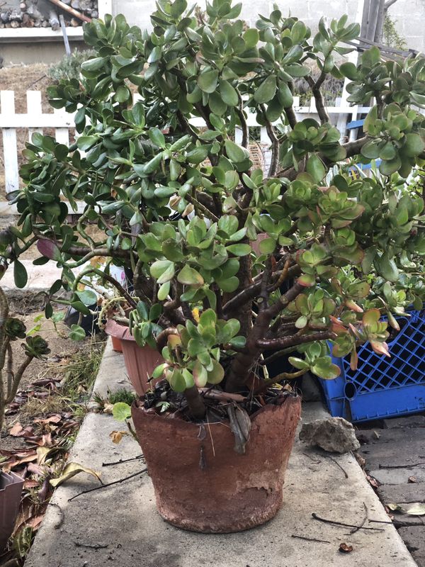 Large jade plant with pot for Sale in San Diego, CA - OfferUp