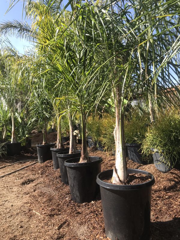 Queen Palms Trees 7ft tall 49 each for Sale in Menifee, CA OfferUp