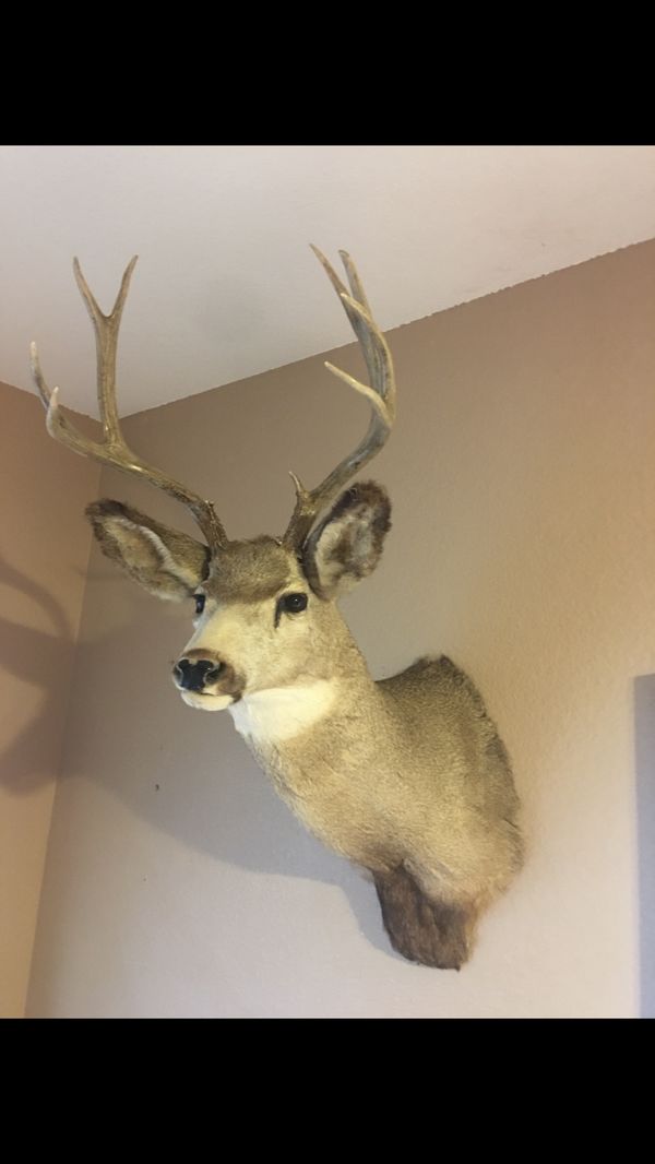 Taxidermy Deer head for Sale in Phoenix, AZ OfferUp