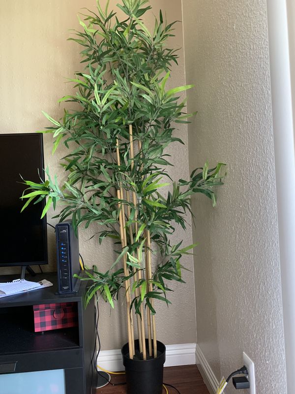Bamboo plant for Sale in Chula Vista, CA OfferUp