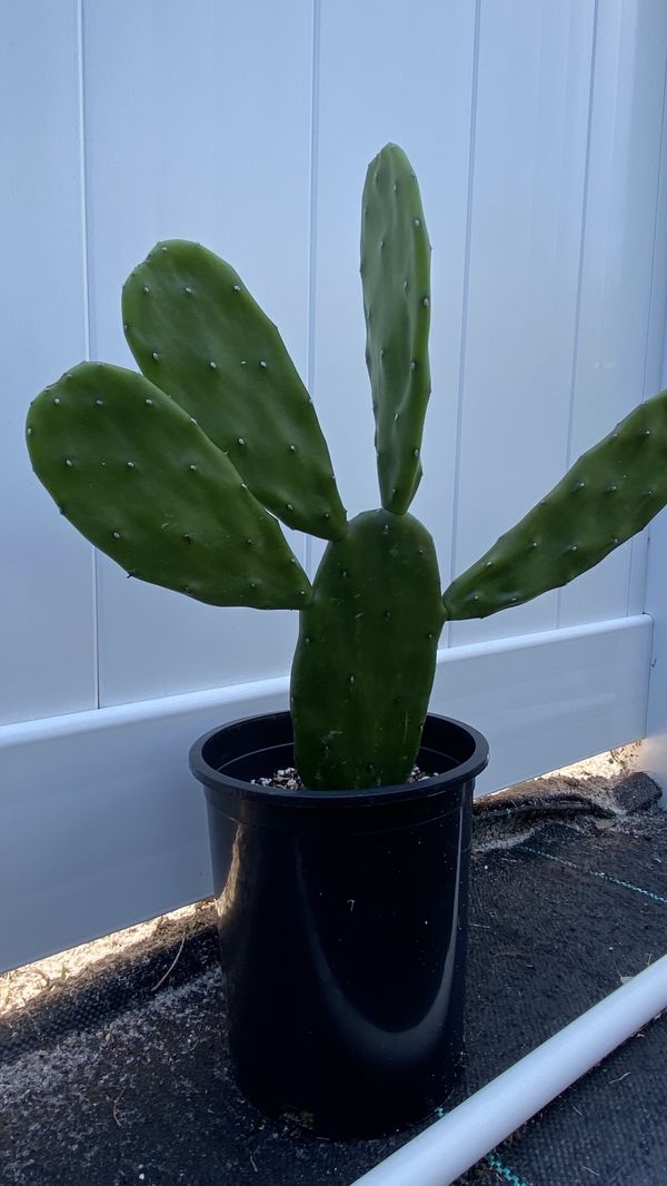 Spineless Prickly Pear ( Opuntia Cactus) for Sale in Oviedo, FL - OfferUp