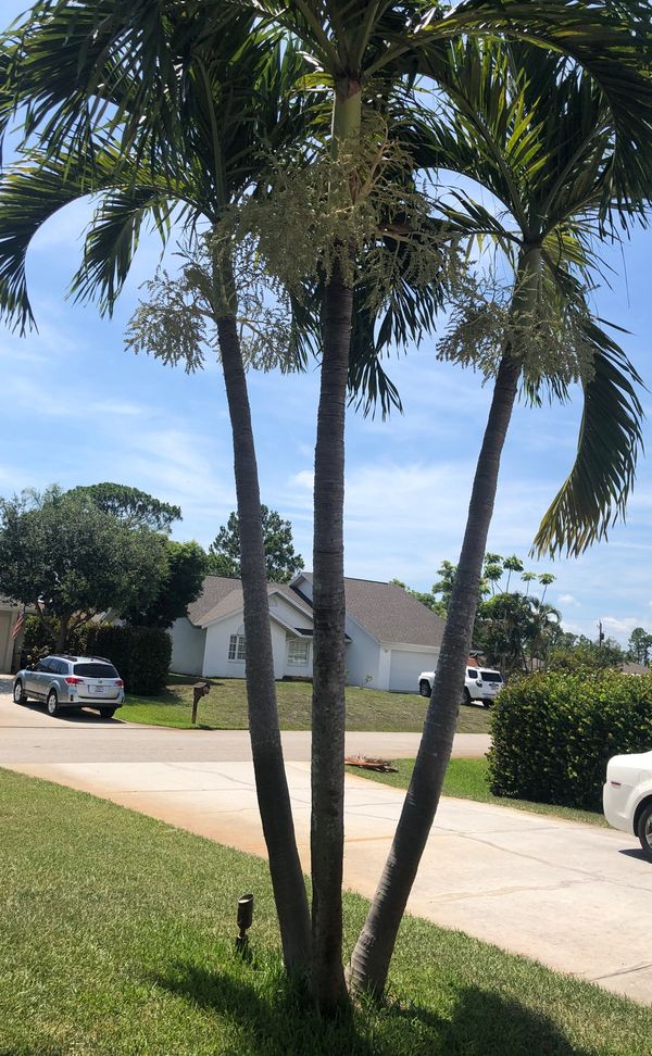 Triple Christmas palm tree very tall, about 15 ft to the top for Sale ...