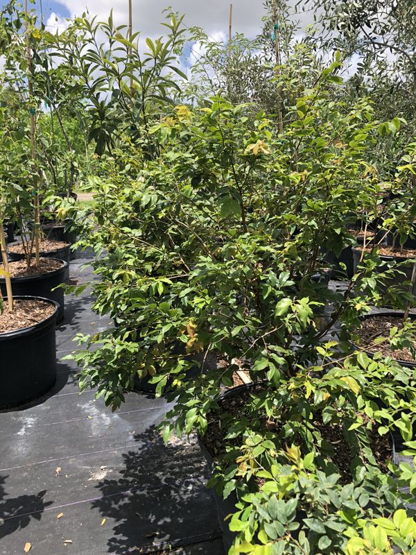 JABOTICABA TREE SALE! from 85.00 for Sale in Miami, FL OfferUp