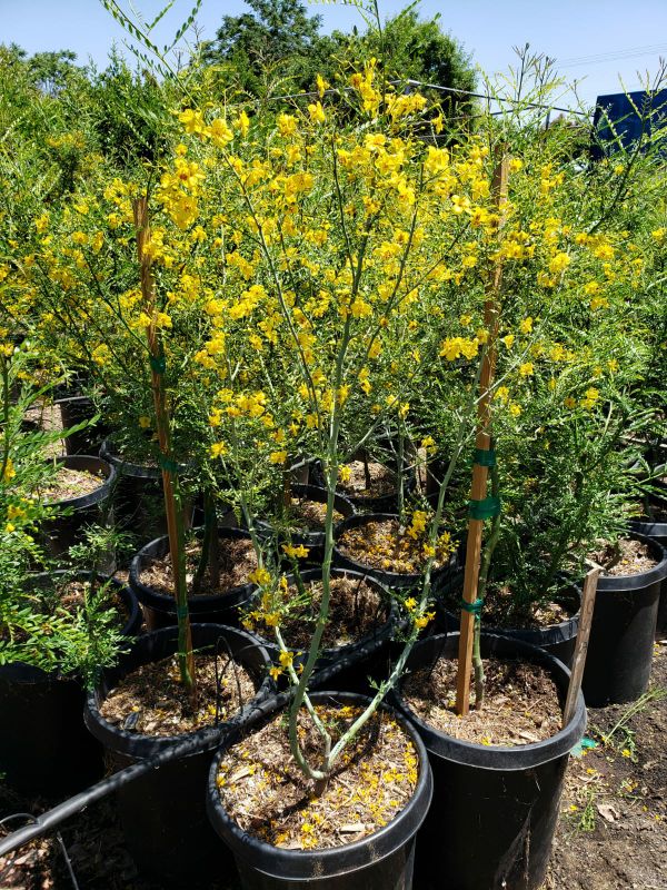 PALO VERDE TREES / DESERT MUSEUM / THORNLESS, DROUGHT TOLERANT, $40
