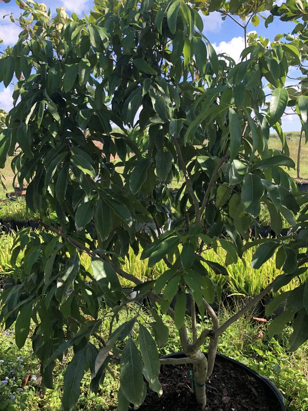FRUIT TREE FOR SALE for Sale in Miami, FL OfferUp