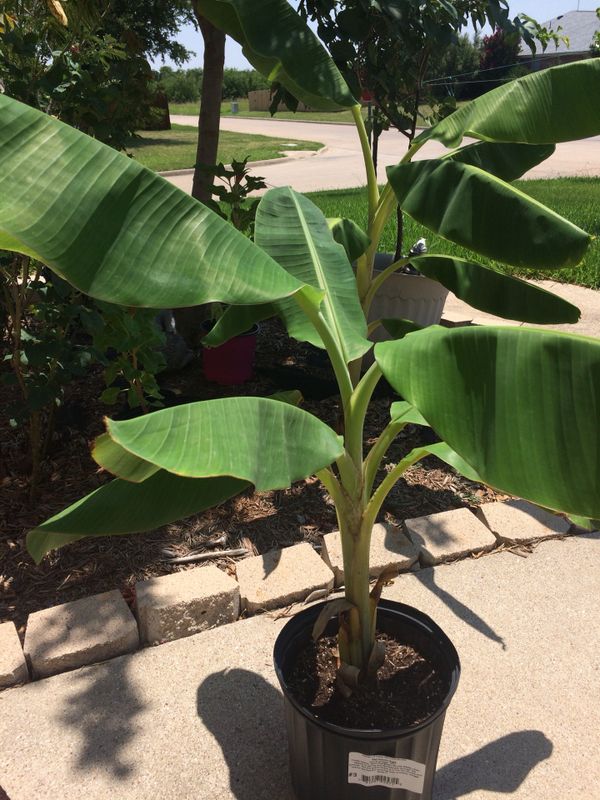 Banana tree, yellow bananas for Sale in Fort Worth, TX OfferUp