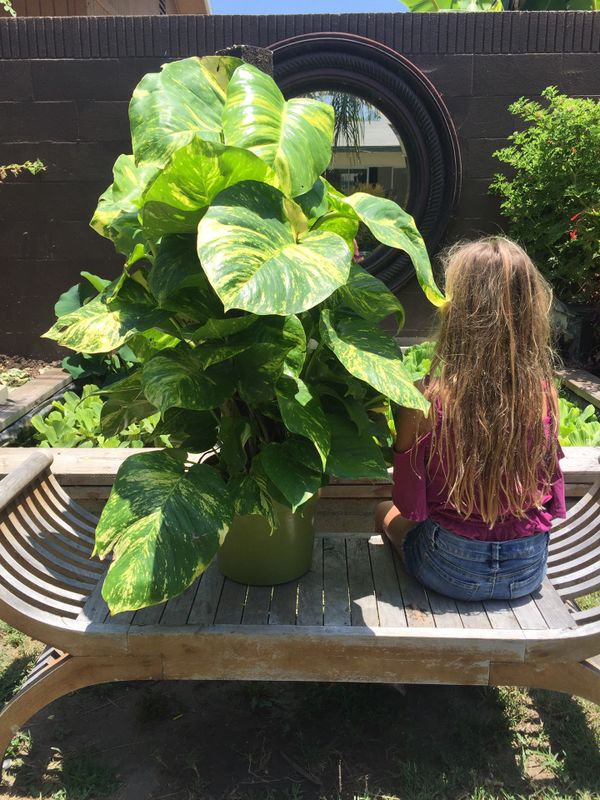 Giant Golden Pothos with Climbing Totem in 10 Inch Pot for Sale in