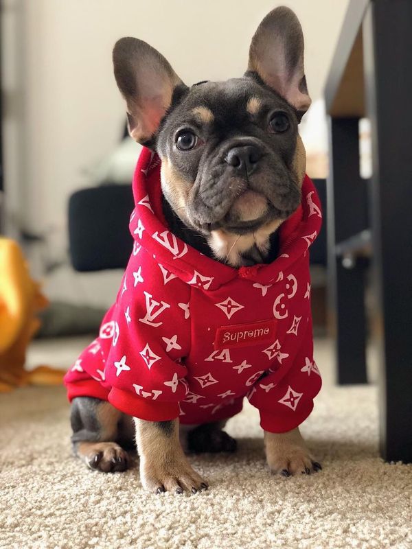 SUPREME LV DOG HOODIE BLACK, WHITE, and RED for Sale in Los Angeles, CA - OfferUp