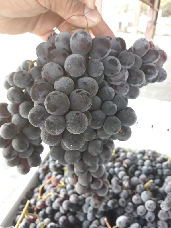 Concord grapes for Sale in Oakland, CA OfferUp