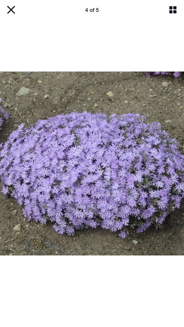 15 Perennial, Lavender Creeping Phlox Ground Cover for Sale in Portland, OR OfferUp